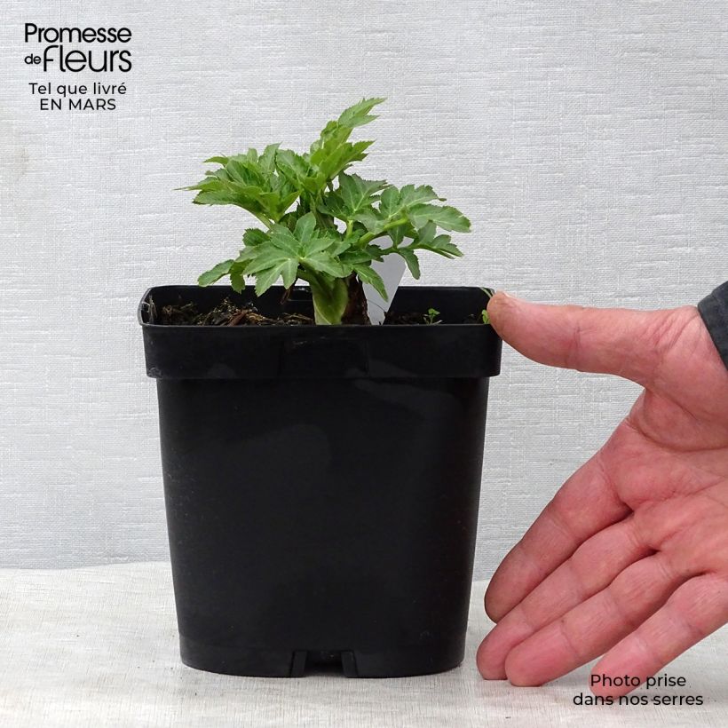 Spécimen de Angelica gigas - Angélique rouge Pot de 2L/3L tel que livré au printemps