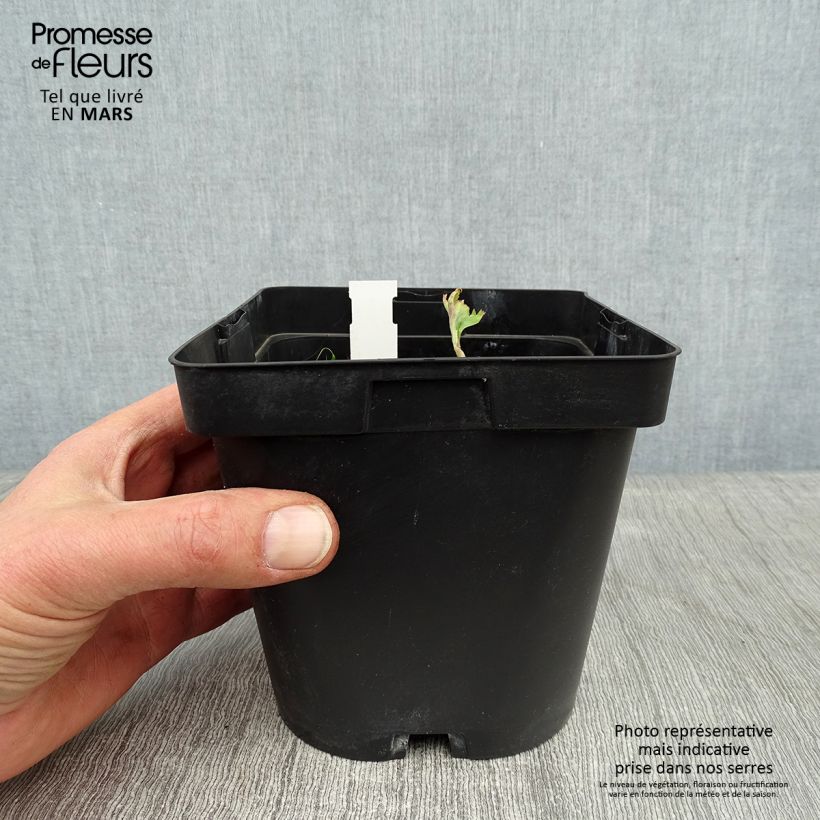 Spécimen de Angelica gigas - Angélique rouge Pot de 2L/3L tel que livré en hiver