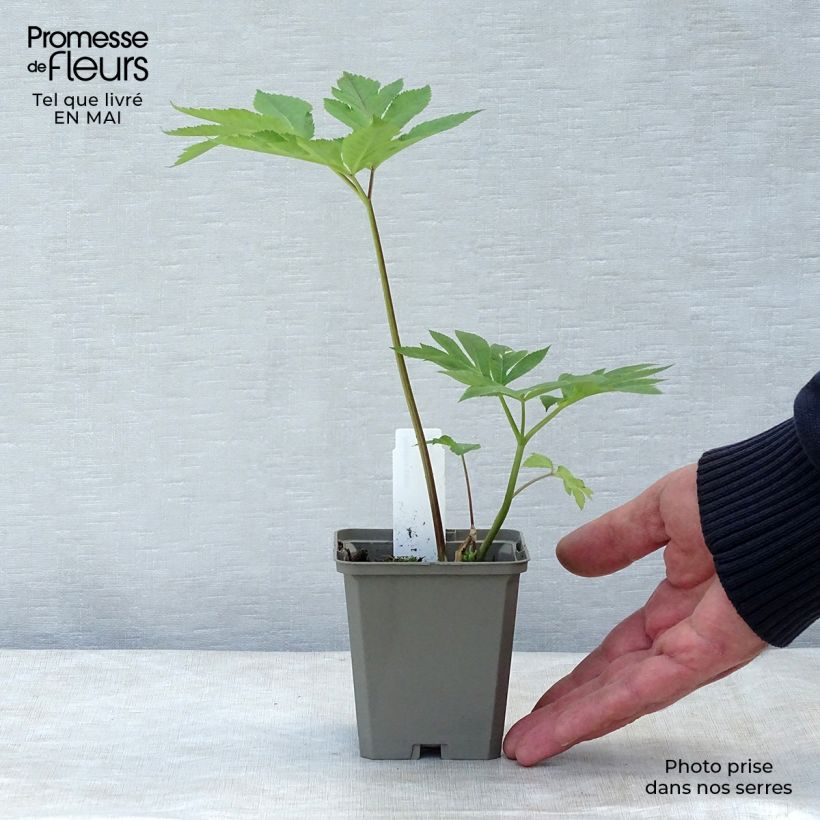 Spécimen de Angelica gigas - Angélique rouge Godet de 8/9 cm tel que livré au printemps