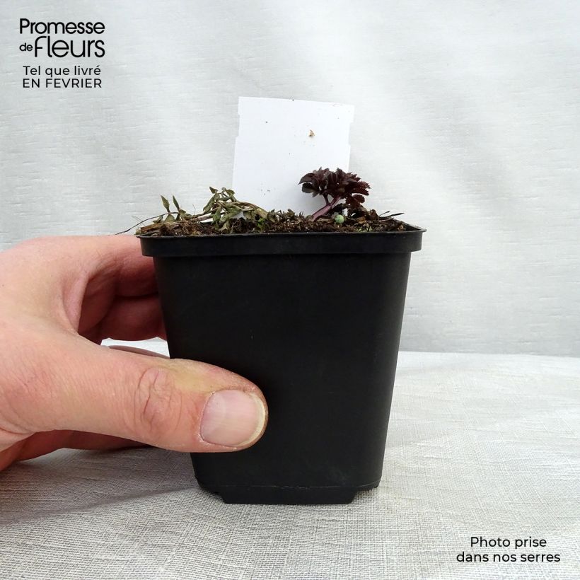 Spécimen de Angelica sylvestris Vicar's Mead - Angélique Godet de 8/9 cm tel que livré en hiver