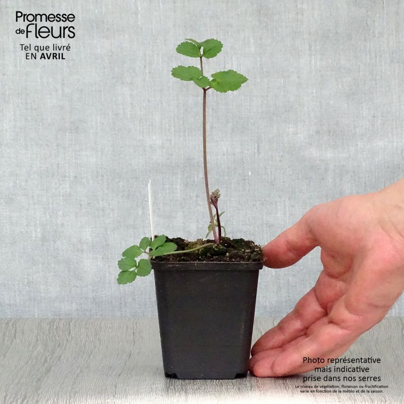 Spécimen de Angelica sylvestris Vicar's Mead - Angélique Godet de 8/9 cm tel que livré au printemps