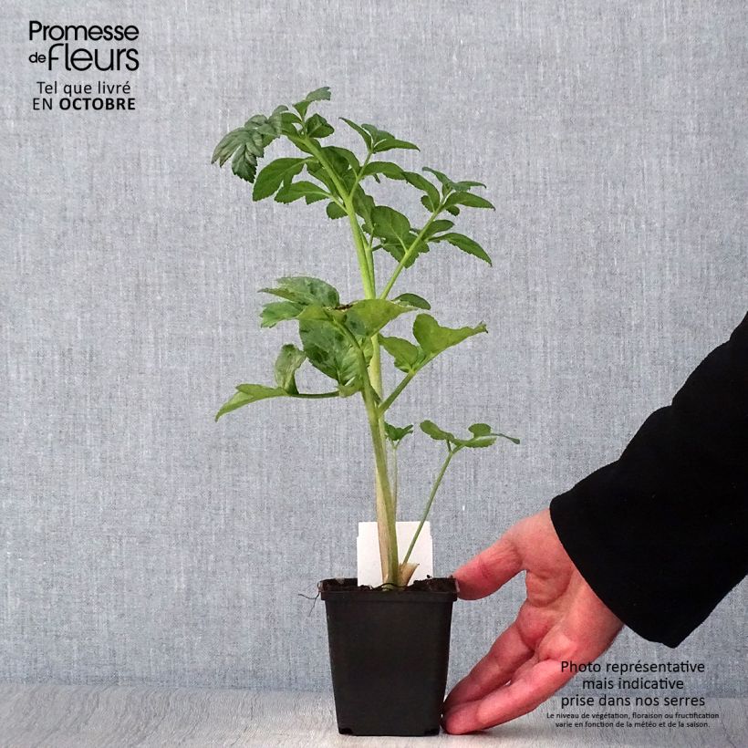 Spécimen de Angelique, Angelica pachycarpa Godet de 8/9 cm tel que livré en automne