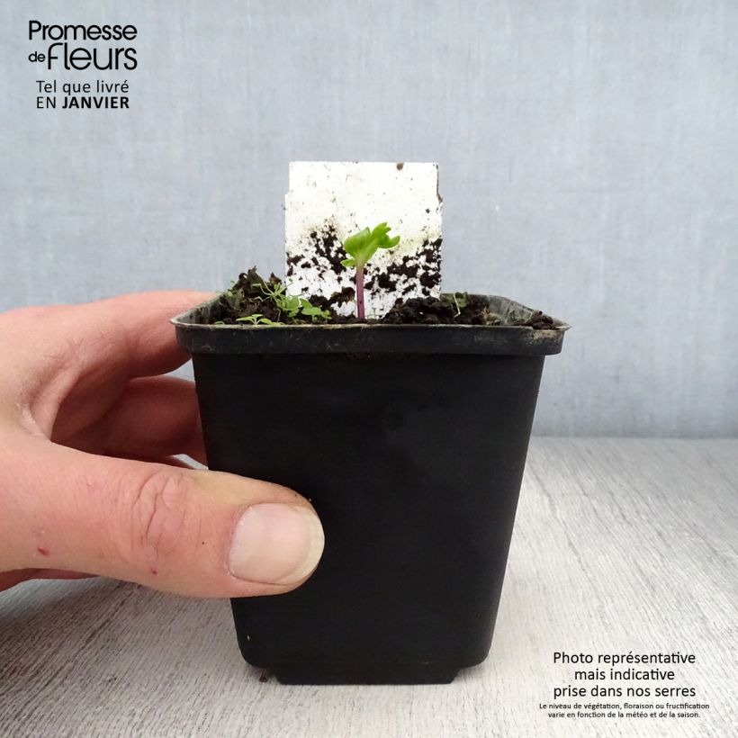 Spécimen de Angelique, Angelica pachycarpa Godet de 8/9 cm tel que livré en hiver