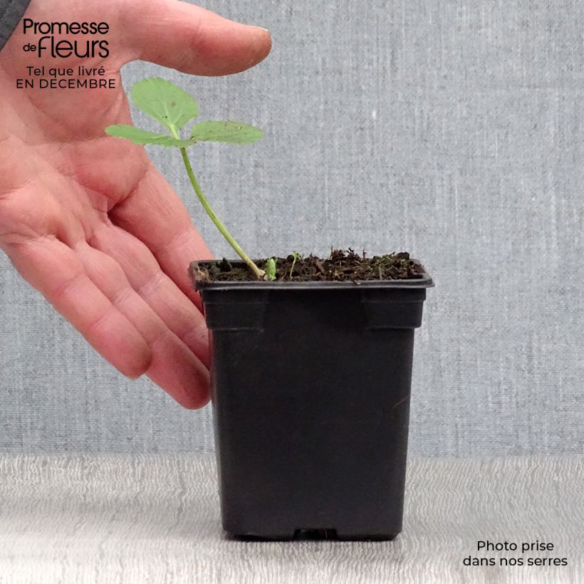 Spécimen de Angélique officinale - Angelica archangelica Godet de 7/8 cm tel que livré en hiver