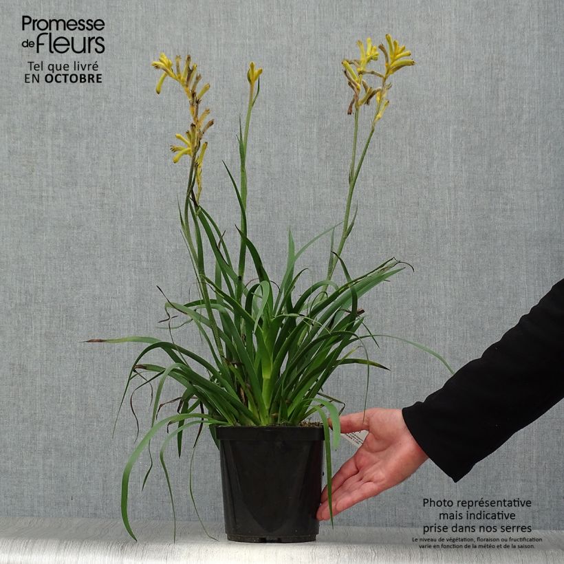 Spécimen de Anigozanthos Bush Bonanza Pot de 2L/3L tel que livré en automne