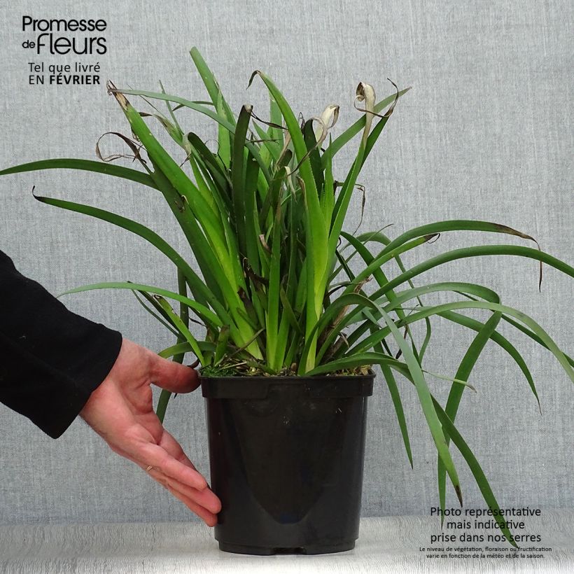 Spécimen de Anigozanthos Bush Bonanza Pot de 2L/3L tel que livré en hiver