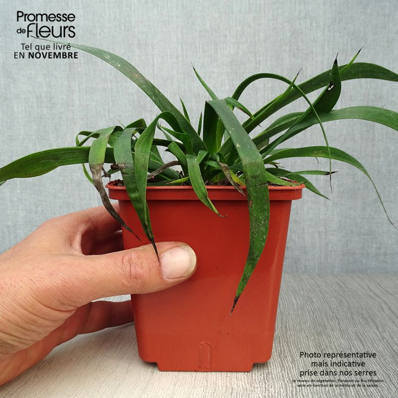 Spécimen de Anigozanthos Bush Inferno Pot de 1L/1,5L tel que livré en automne