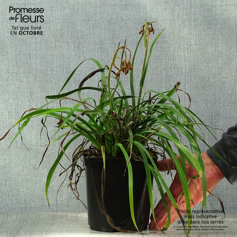 Spécimen de Anigozanthos Bush Inferno Pot de 3L/4L tel que livré en automne
