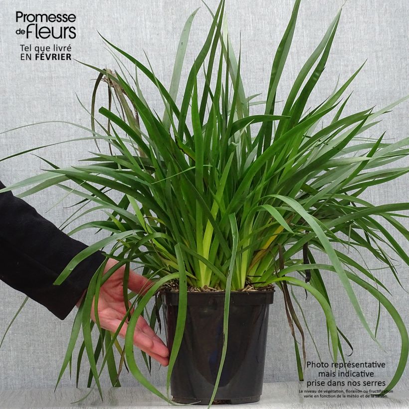 Spécimen de Anigozanthos Bush Inferno Pot de 3L/4L tel que livré en hiver