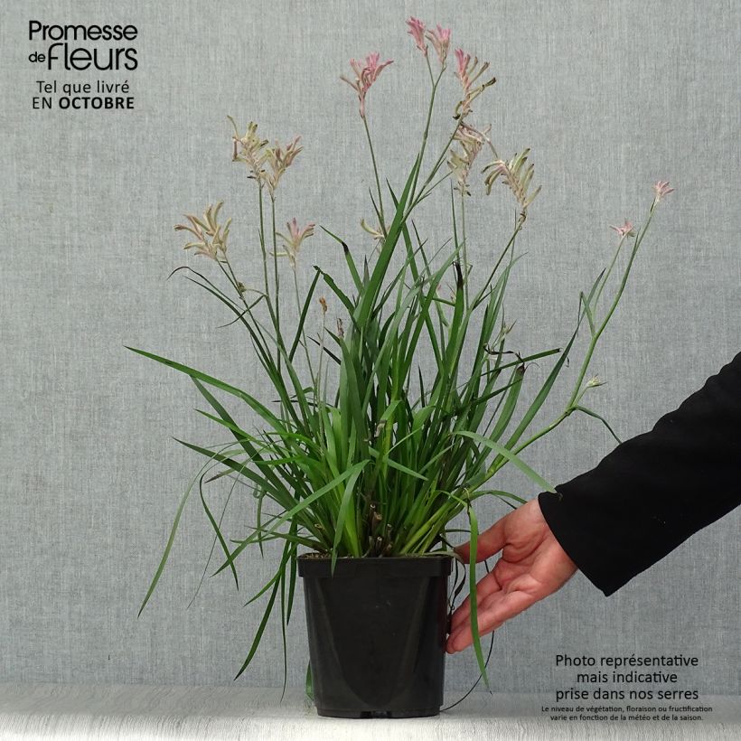 Spécimen de Anigozanthos Bush Pearl Pot de 2L/3L tel que livré en automne