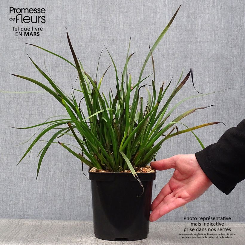 Spécimen de Anigozanthos Bush Pearl Pot de 2L/3L tel que livré au printemps