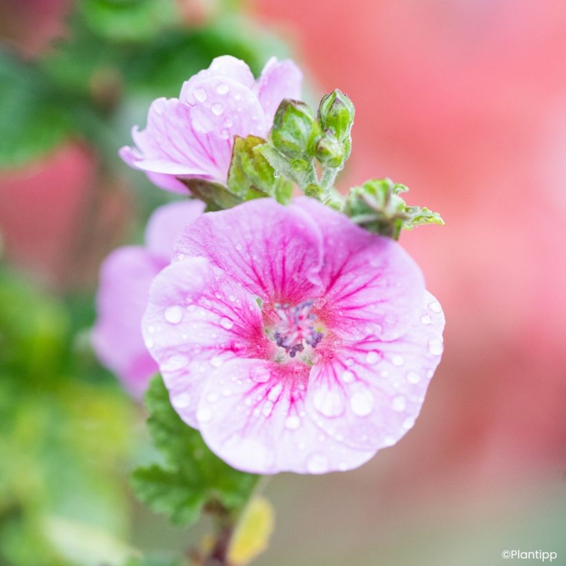 Anisodontea Cotton Candy Pink - Mauve du Cap (Floraison)