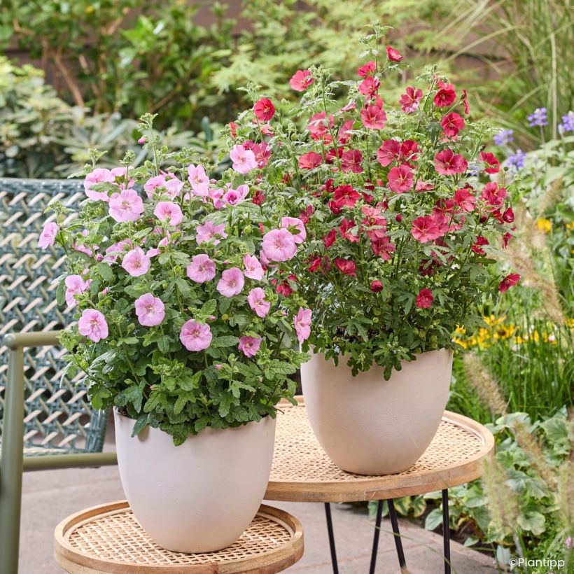 Anisodontea Cotton Candy Pink - Mauve du Cap (Port)