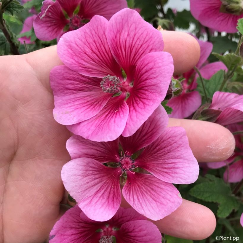 Anisodontea Carnival Lights Celebration - Mauve du Cap (Floraison)