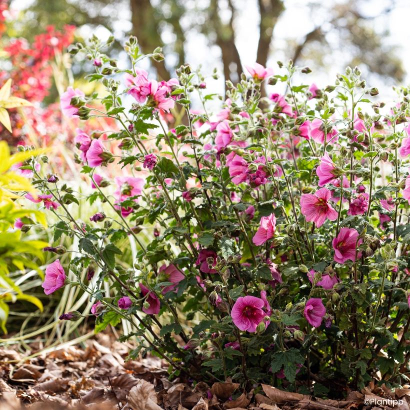 Anisodontea Carnival Lights Celebration - Mauve du Cap (Port)