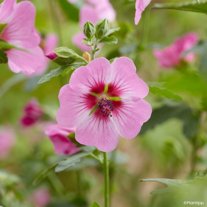 Anisodontea Carnival Lights Gala - Mauve du Cap (Floraison)