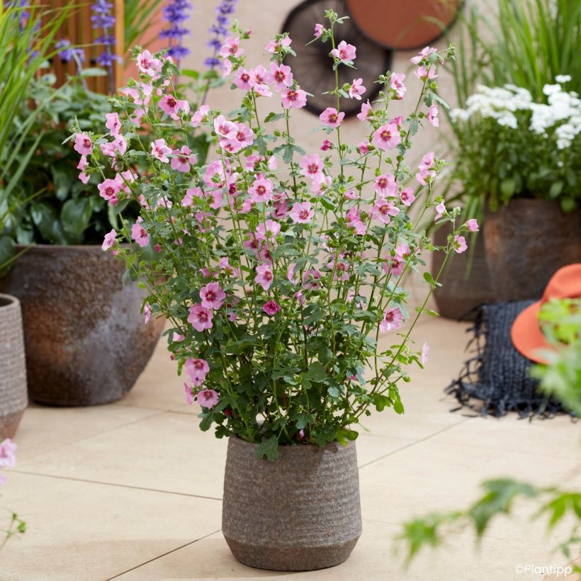 Anisodontea Carnival Lights Gala - Mauve du Cap (Port)