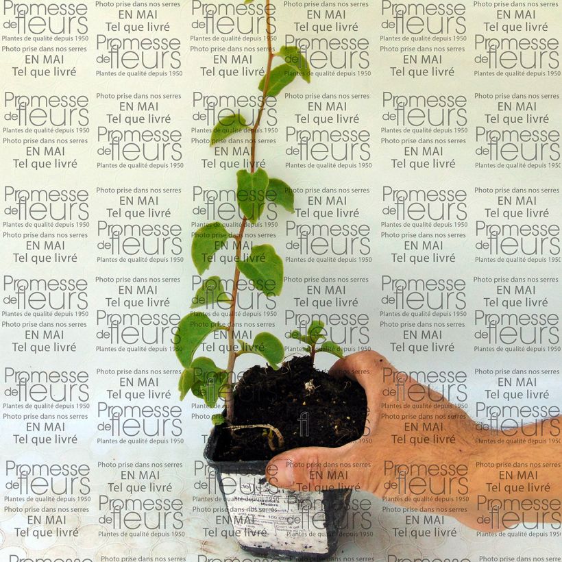 Exemple de spécimen de Anredera cordifolia - Liane de Madère Bulbe tel que livré