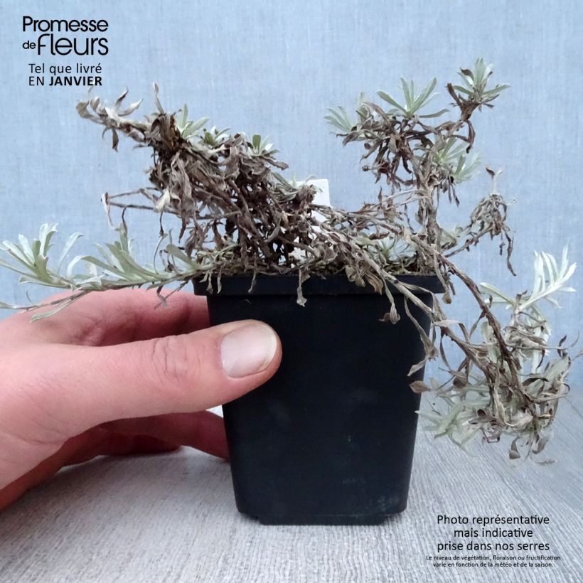 Spécimen de Antennaria dioica Borealis - Pied de Cha Godet de 8/9 cm tel que livré en hiver