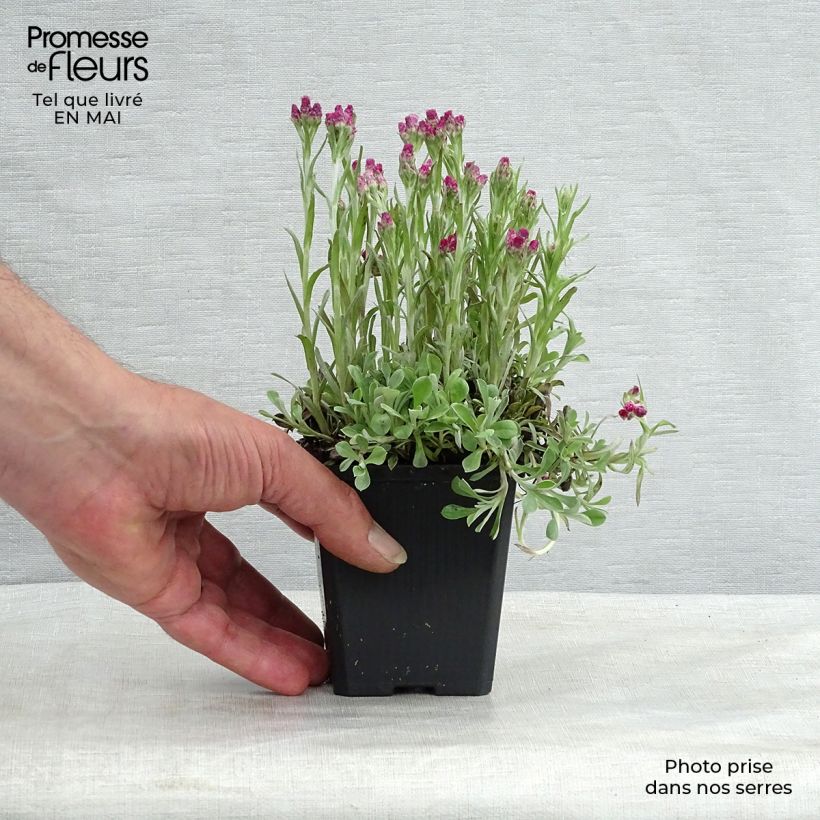 Spécimen de Antennaria dioica Rubra - Antennaire dioïque Godet de 8/9 cm tel que livré au printemps