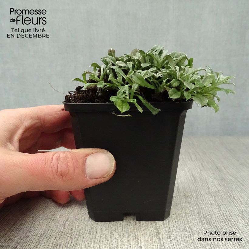 Spécimen de Antennaria dioica Rubra - Antennaire dioïque Godet de 8/9 cm tel que livré en hiver