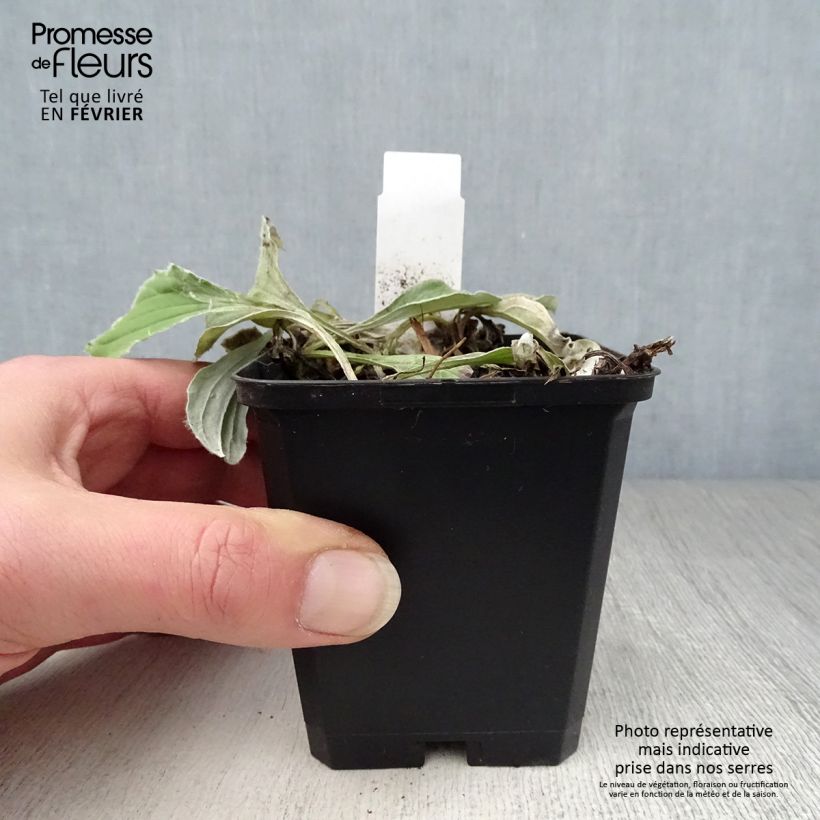 Spécimen de Antennaria plantaginifolia - Antennaire à feuilles de plantain Godet de 8/9 cm tel que livré en hiver