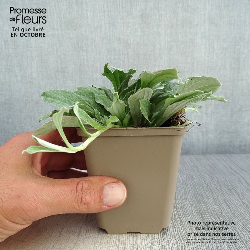 Spécimen de Antennaria plantaginifolia - Antennaire à feuilles de plantain Godet de 8/9 cm tel que livré en automne