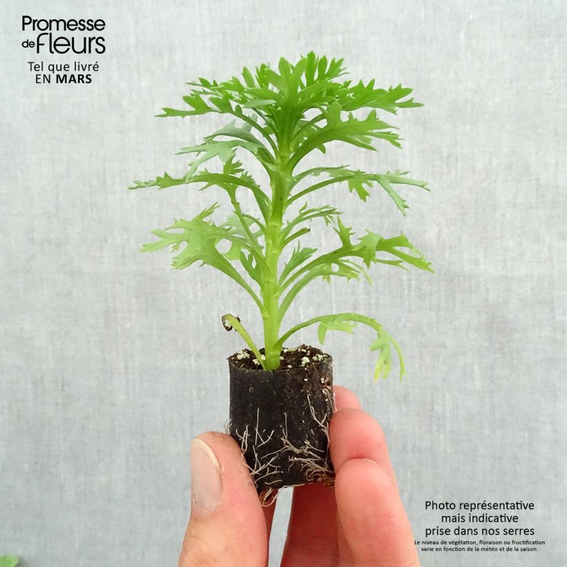 Spécimen de Anthémis Grandaisy Gold Mini-motte Ø 3/4 cm, Livré en plant vert de 5 à 10 cm de hauteur tel que livré au printemps