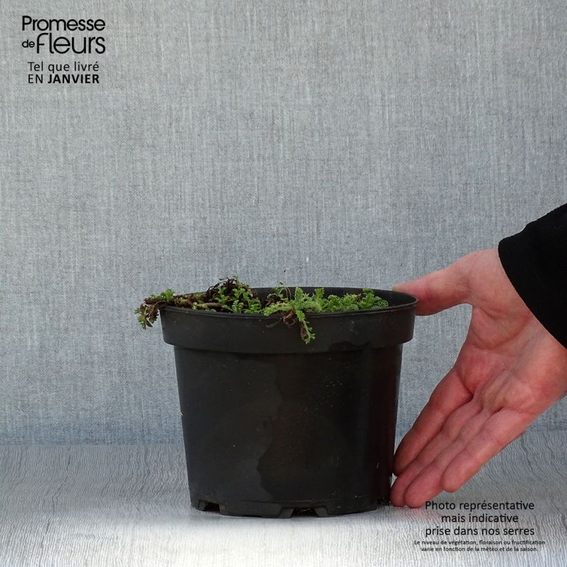 Spécimen de Anthemis carpatica Karpatenschnee - Camomille des monts Carpates Karpatenschnee Pot de 2L/3L tel que livré en hiver