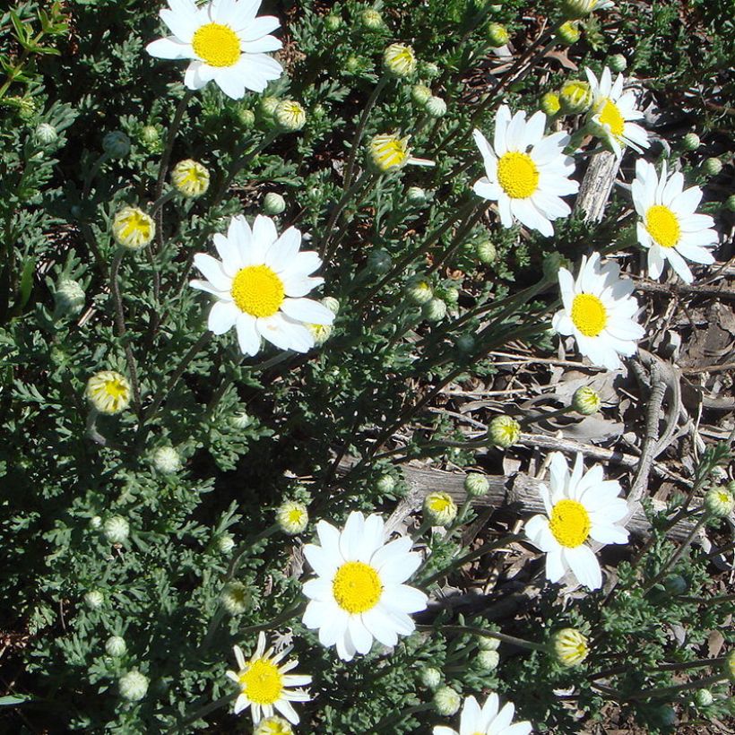 Anthemis punctata subsp. cupaniana (Floração)