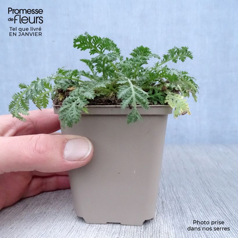 Spécimen de Anthemis sancti-johannis - Anthémis de la Saint-Jean Godet de 7/8 cm tel que livré en hiver