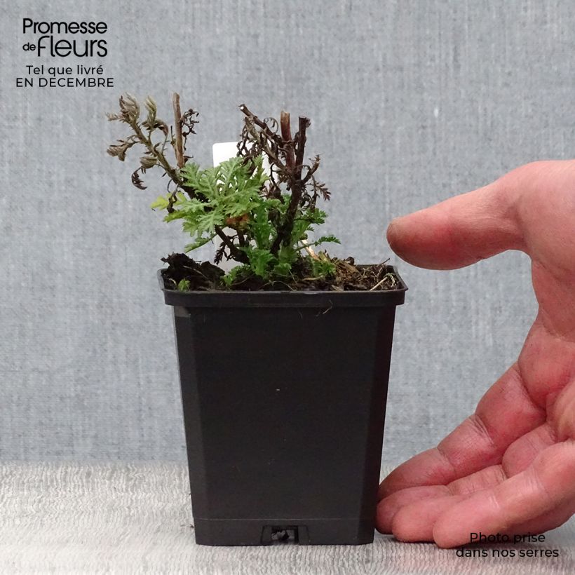 Spécimen de Anthemis tinctoria E.C. Buxton - Fausse Camomille Godet de 8/9 cm tel que livré en hiver