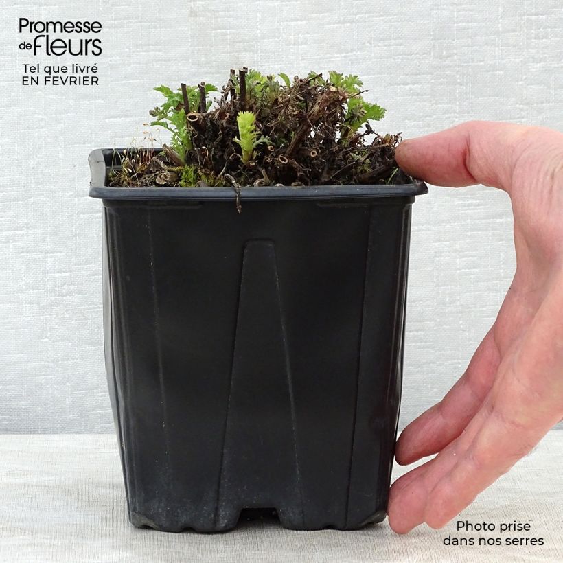 Spécimen de Anthemis tinctoria E.C. Buxton - Fausse Camomille Pot de 2L/3L tel que livré en hiver