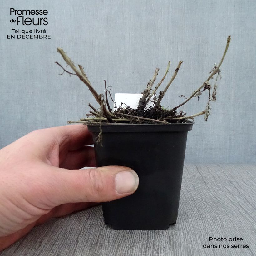 Spécimen de Anthemis tinctoria Sauce Hollandaise - Fausse Camomille Godet de 8/9 cm tel que livré en hiver