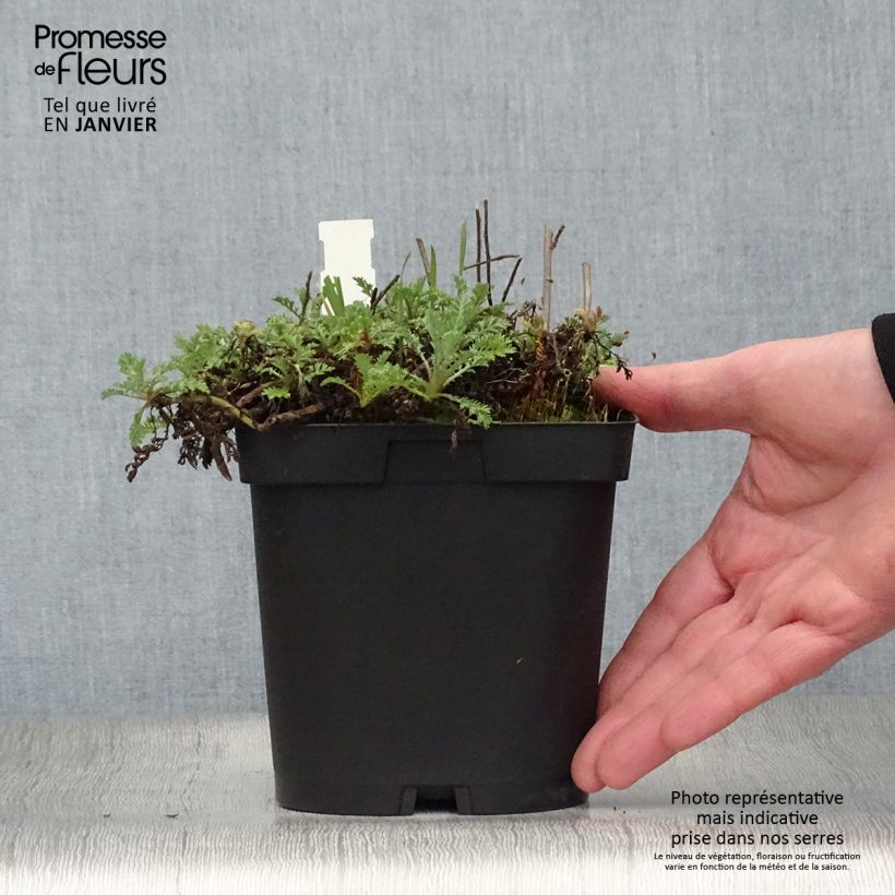 Spécimen de Anthemis tinctoria Sauce Hollandaise - Fausse Camomille Pot de 2L/3L tel que livré en hiver