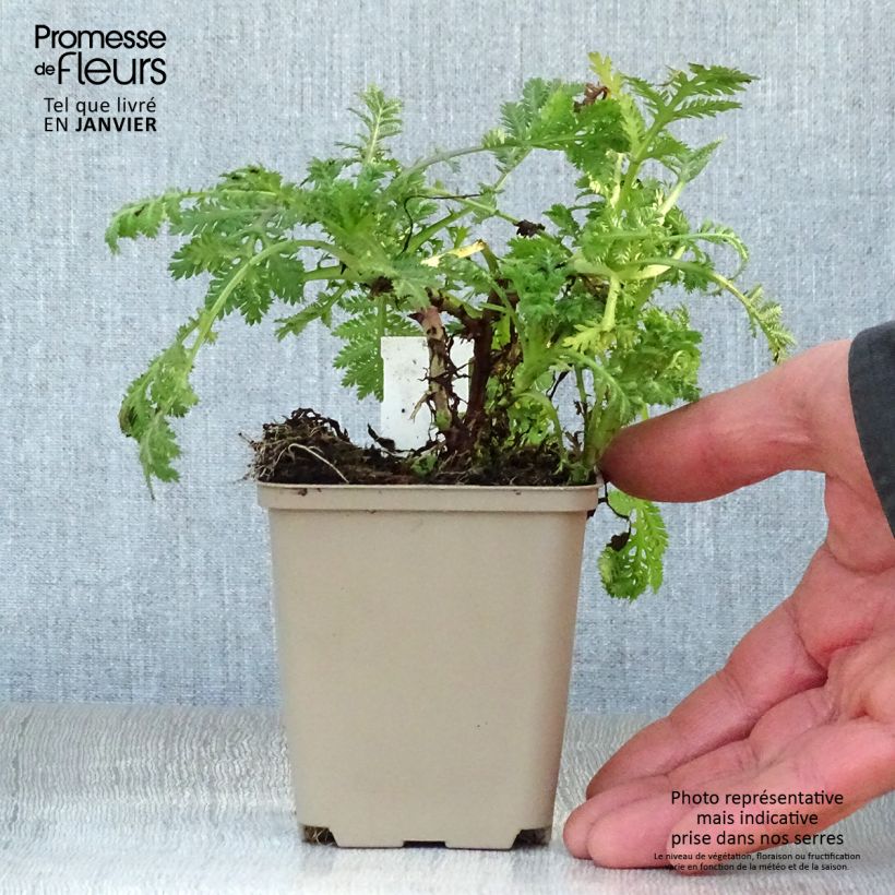 Spécimen de Anthemis tinctoria Wargrave Variety - Camomille des teinturiers Godet de 8/9 cm tel que livré en hiver