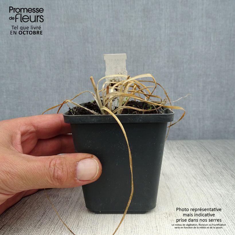 Spécimen de Anthericum ramosum - Phalangère rameuse Godet de 8/9 cm tel que livré en automne