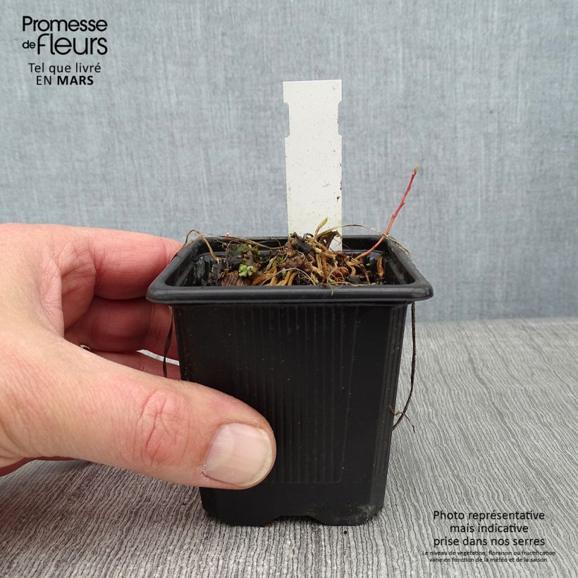 Spécimen de Anthericum saundersiae Starlight - Chlorophytum panaché Godet de 8/9 cm tel que livré en hiver