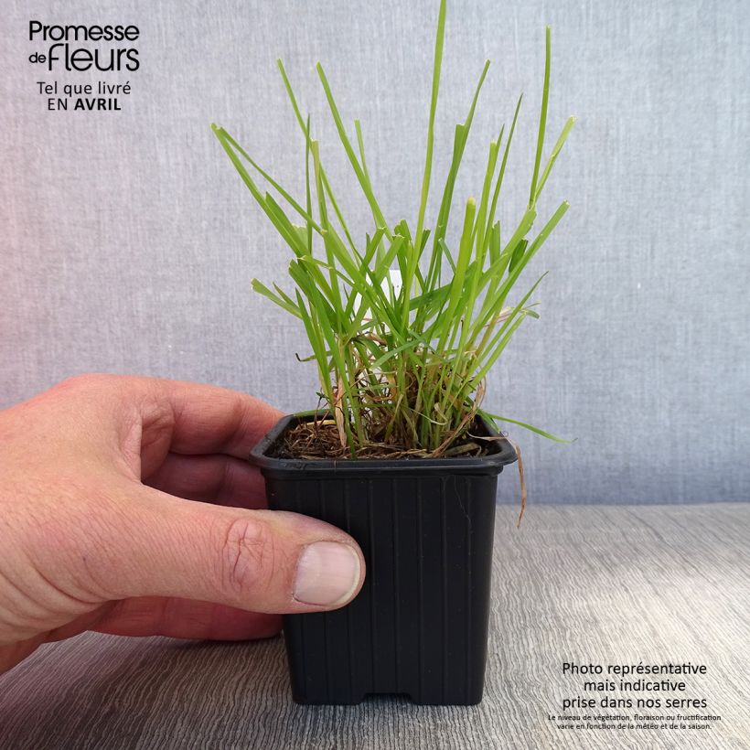 Spécimen de Anthoxanthum odoratum - Flouve odorante Godet de 8/9 cm tel que livré au printemps