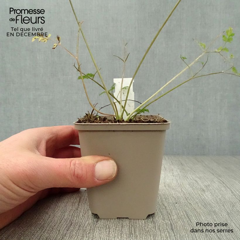 Spécimen de Anthriscus sylvestris Ravenswing - Cerfeuil sauvage Godet de 8/9 cm tel que livré en hiver