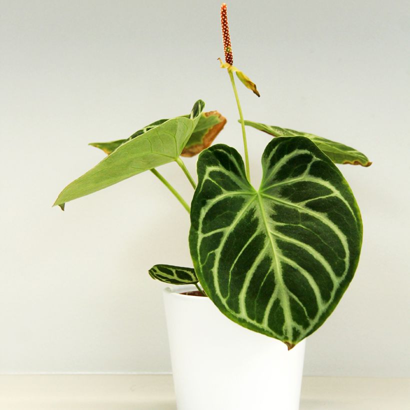 Anthurium Dorayaki (Port)
