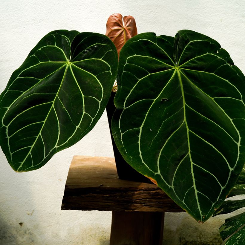 Anthurium magnificum (Feuillage)