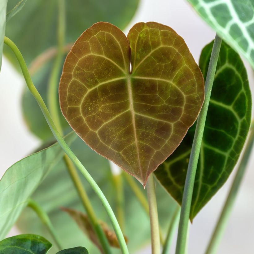 Anthurium clarinervium (Feuillage)