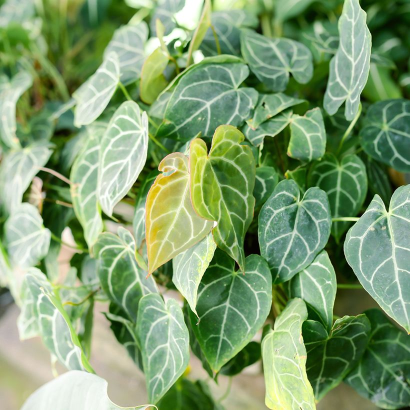 Anthurium crystallinum (Feuillage)