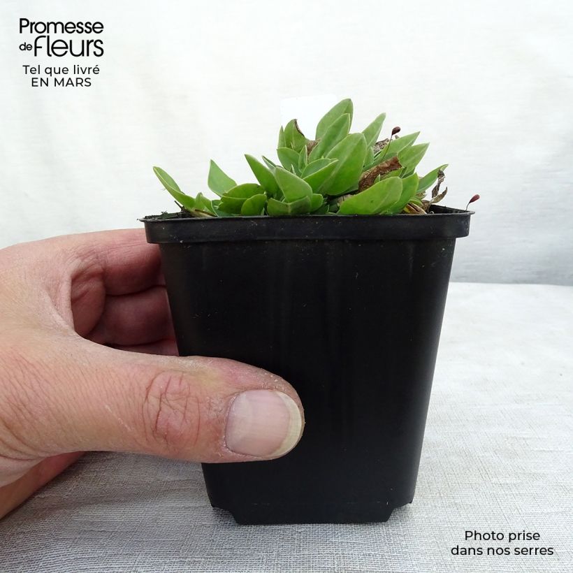 Spécimen de Anthyllis vulneraria - Anthyllide vulnéraire Godet de 8/9 cm tel que livré en hiver