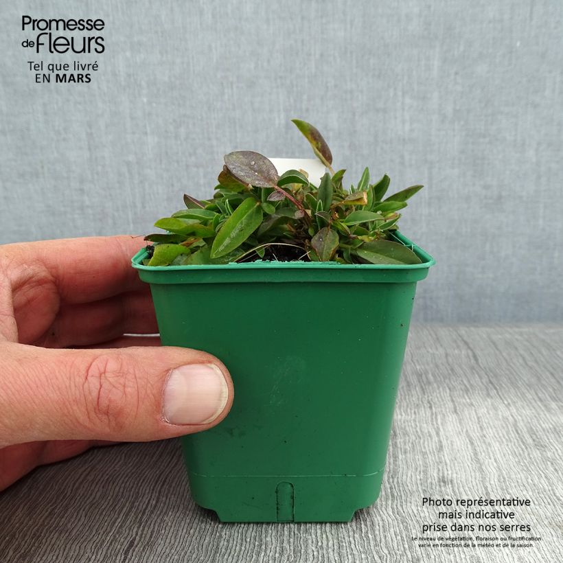 Spécimen de Anthyllis vulneraria var. coccinea, Vulnéraire Godet de 8/9 cm tel que livré en hiver