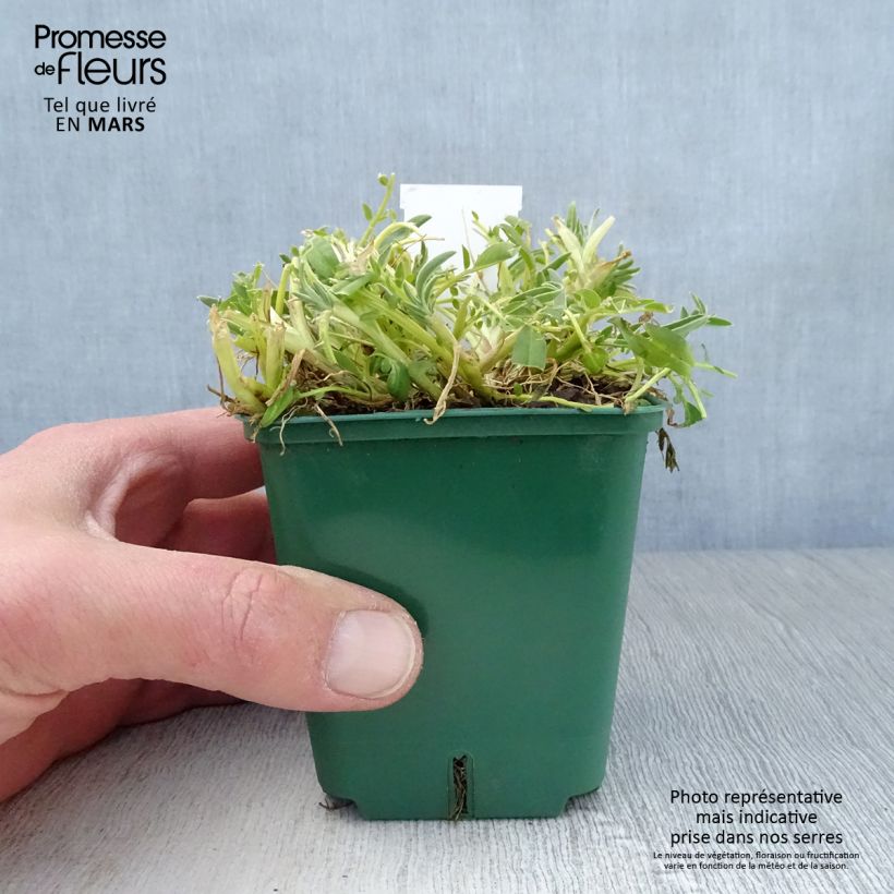 Spécimen de Anthyllis vulneraria var. coccinea, Vulnéraire Godet de 8/9 cm tel que livré au printemps