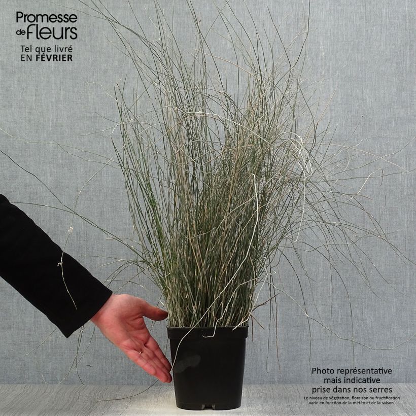 Spécimen de Apodasmia similis - Restio Pot de 2L/3L tel que livré en hiver