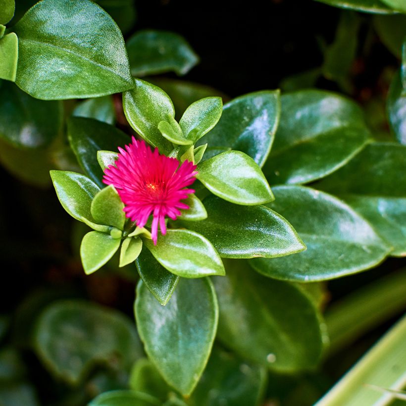 Aptenia cordifolia - Ficoide à feuilles en coeur (Feuillage)