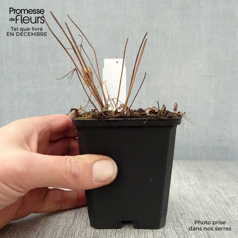 Spécimen de Ancolie des Alpes (bleu vif) - Aquilegia alpina Godet de 8/9 cm tel que livré en hiver